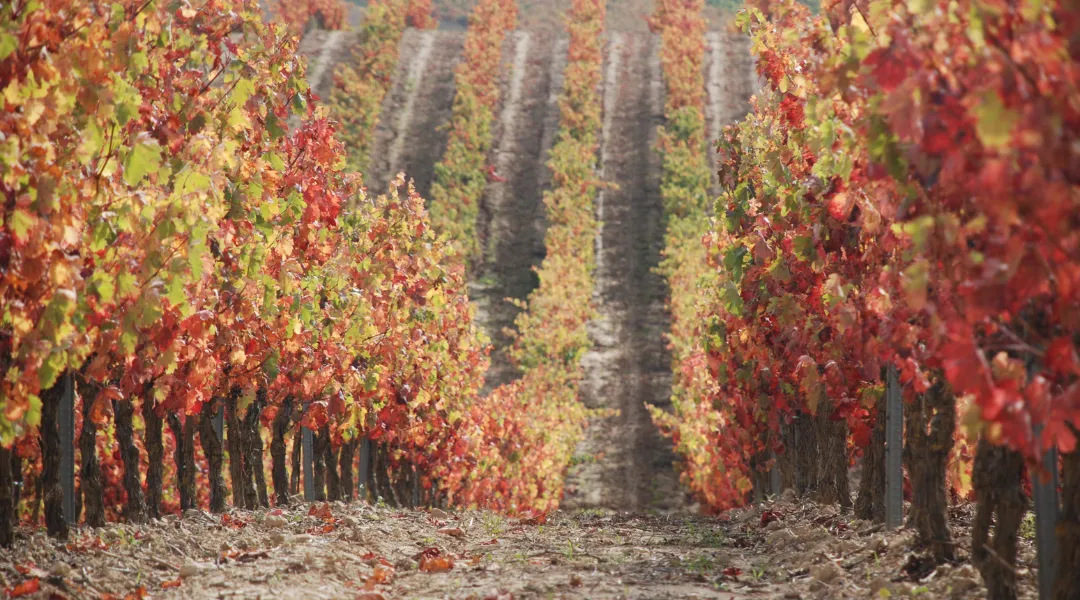 Check-in autonome - bonne ou mauvaise idée pour votre logement ? la route des vins
